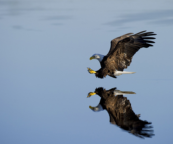 Majestic African Fish Eagle: The Symbol of Freedom